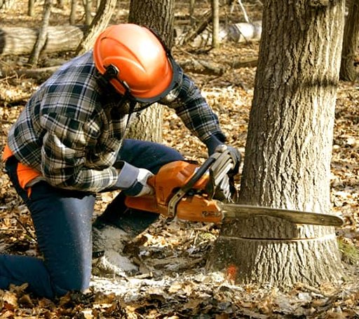 Tree Removal in Hiland, WY